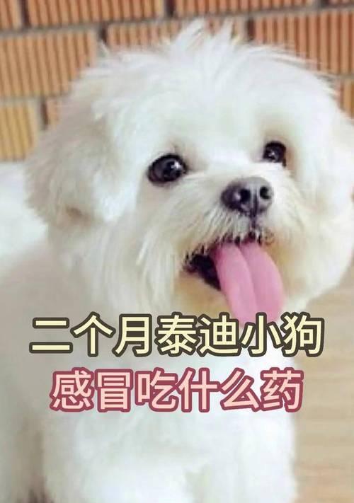 小泰迪的饮食乐趣（健康饮食指南和美味食谱推荐）