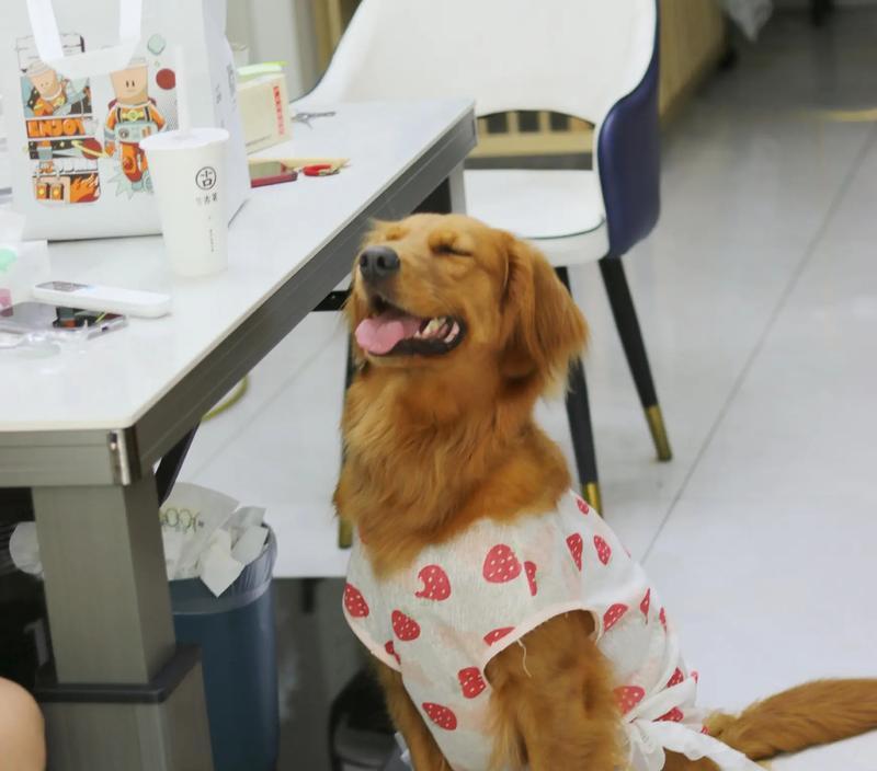 夏天养金毛幼犬的注意事项（让你的金毛宝宝舒适度过炎炎夏日）