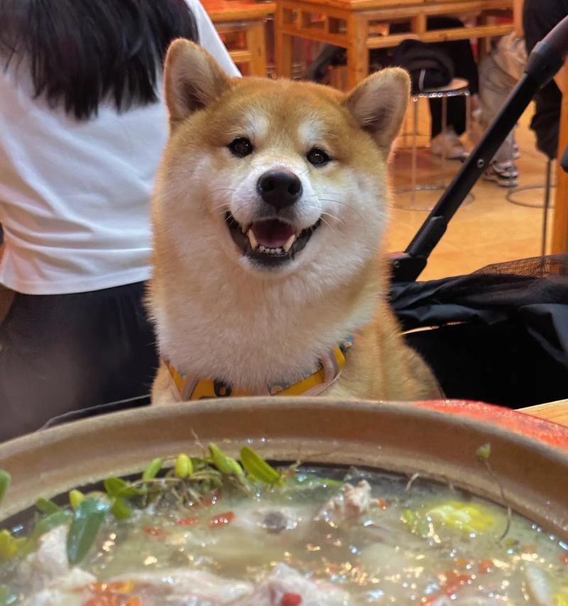 六个月柴犬的饮食指南（合理的营养搭配让你的柴犬健康成长）