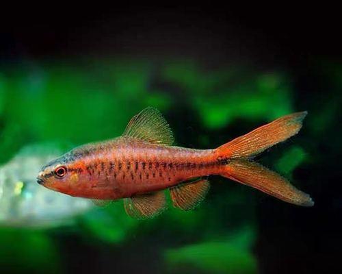 头尾灯与什么鱼混养，创造和谐水族箱生态（实现水族箱多样化生态的关键鱼类伴侣选择）