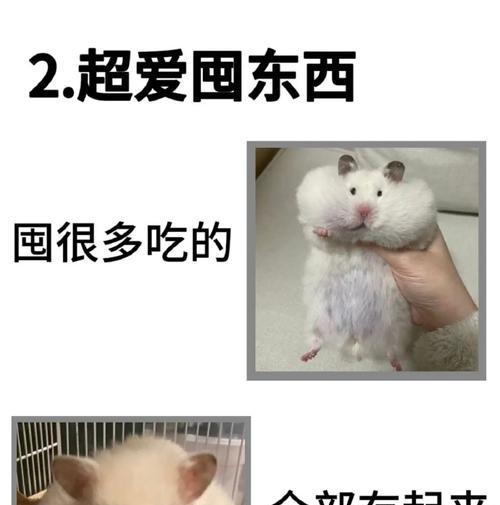 仓鼠为什么会互相吃？（探究仓鼠互相食用行为的原因和意义）