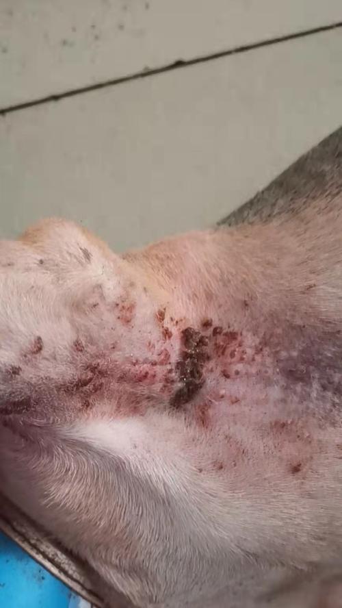 柯基常见疾病及预防方法（探究柯基常见疾病的发病原因和预防措施）