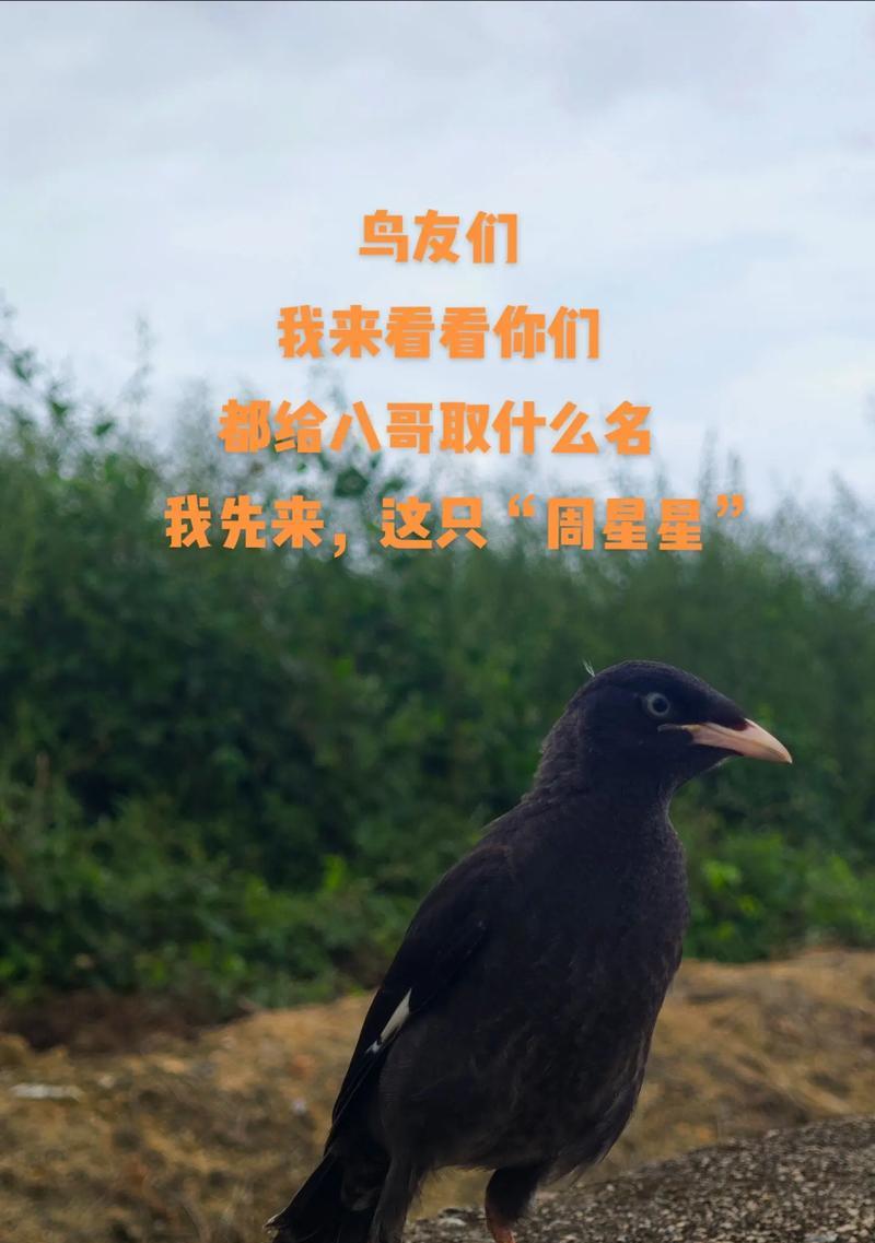 神奇的八哥鸟世界（探索八哥鸟的奇妙多样性和聪明才智）