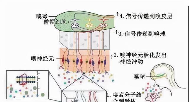 狗失去嗅觉（帮助狗狗应对失去嗅觉的困难，让它重新适应生活）