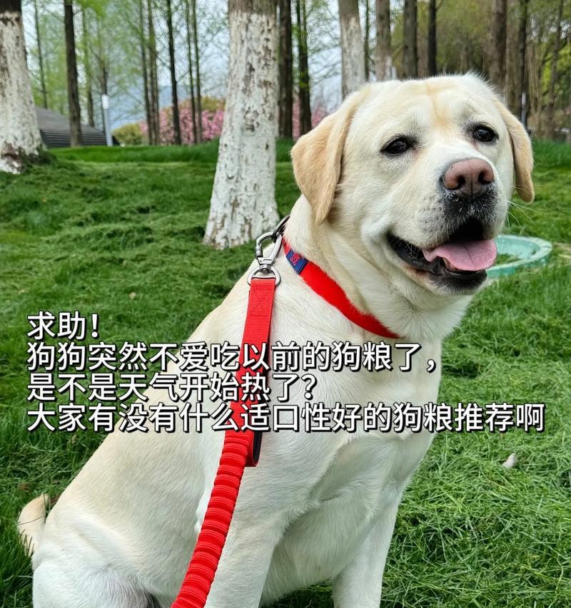 选择适合泰迪吃的退色狗粮，（为你的泰迪宠物选择适合的狗粮，让它的毛色更加亮丽）