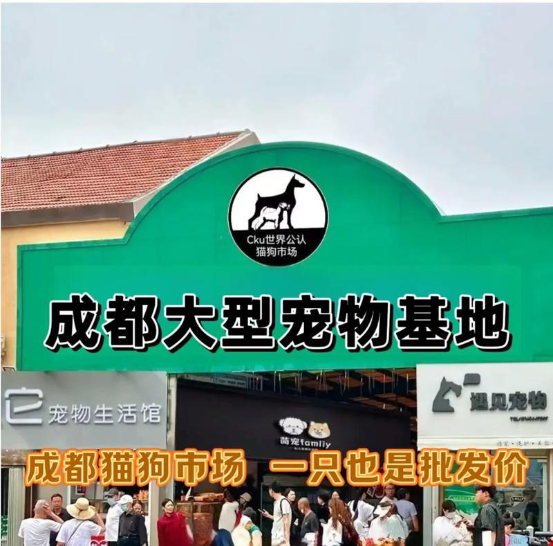成都适合养哪种狗？（挑选适合成都气候和生活环境的狗狗品种）