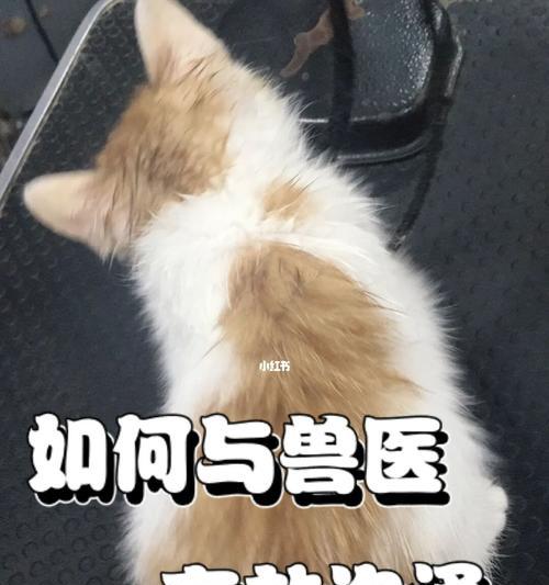 买猫的时候要问清楚的问题（选择健康快乐的猫咪，合理提问是关键）