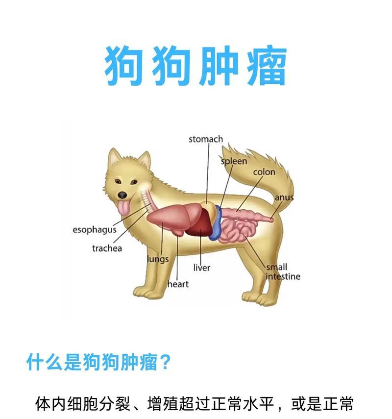 狗狗得癌症的症状与预防方法（探究狗狗癌症的常见症状及如何保护我们的毛茸伙伴）