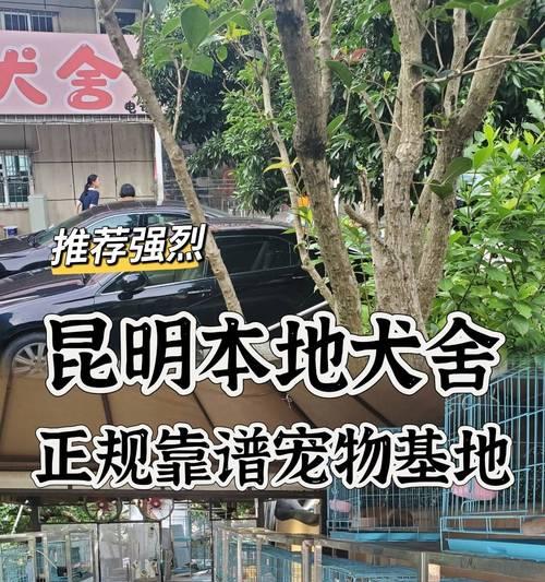 昆明最便宜的犬种（以价格实惠为主的昆明犬种选择）