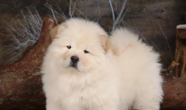 松狮犬（赏心悦目的外观与温顺可爱的个性）