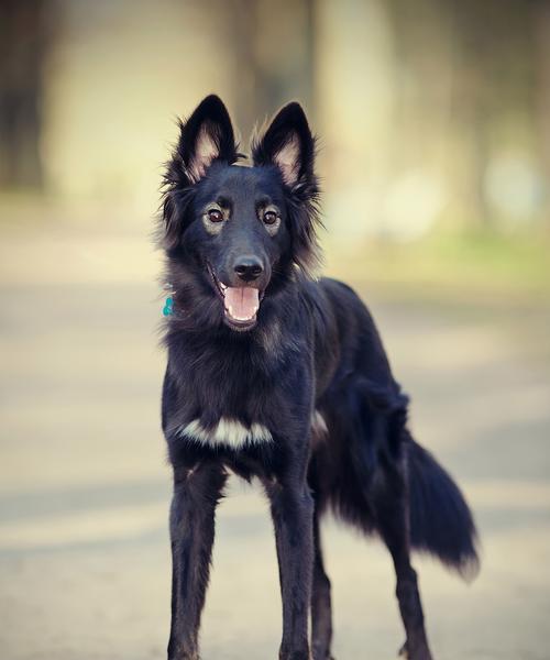1个月的马犬的主要颜色（探索1个月的马犬的毛色特点与变化）
