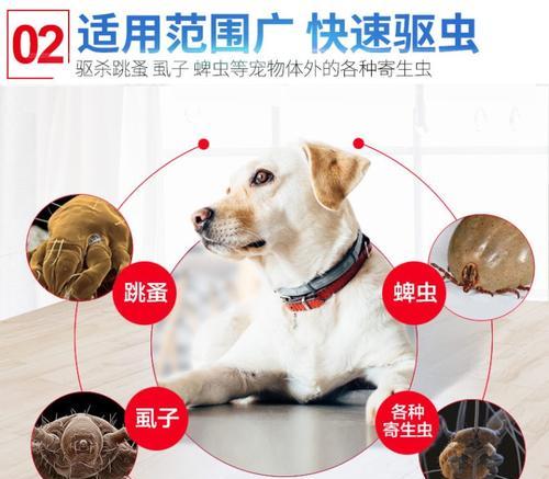 宠物狗戴上什么能够有效预防跳蚤？（选择合适的防跳蚤产品是关键，关爱宠物的必备之道）