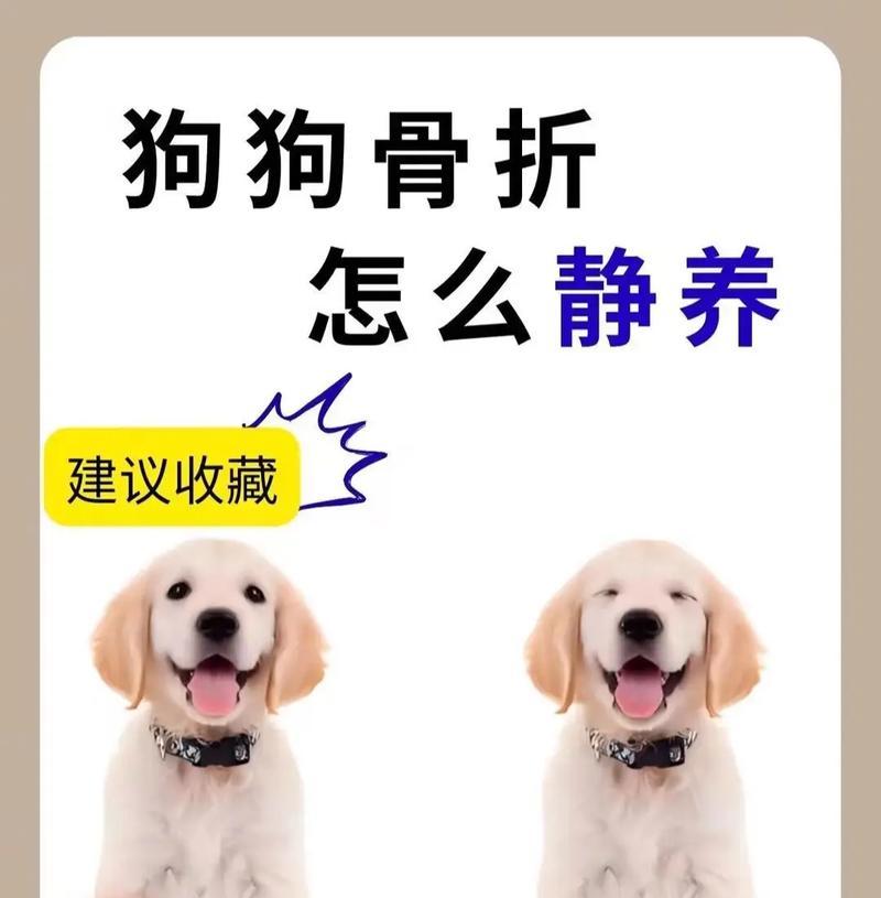 如何正确给拉不拉多洗澡（注意事项与技巧，保持宠物健康）