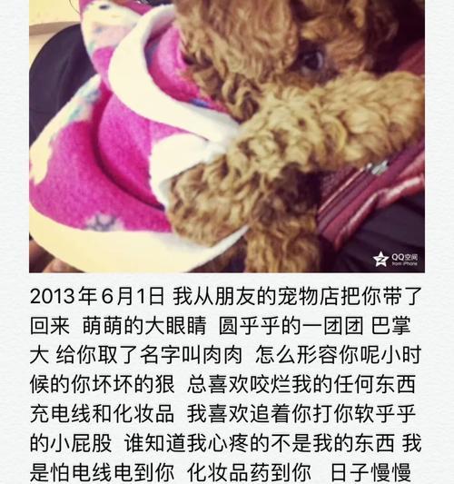 泰迪狗消炎药的选择与用法（了解泰迪狗消炎药的种类和适用情况，让宠物更健康）