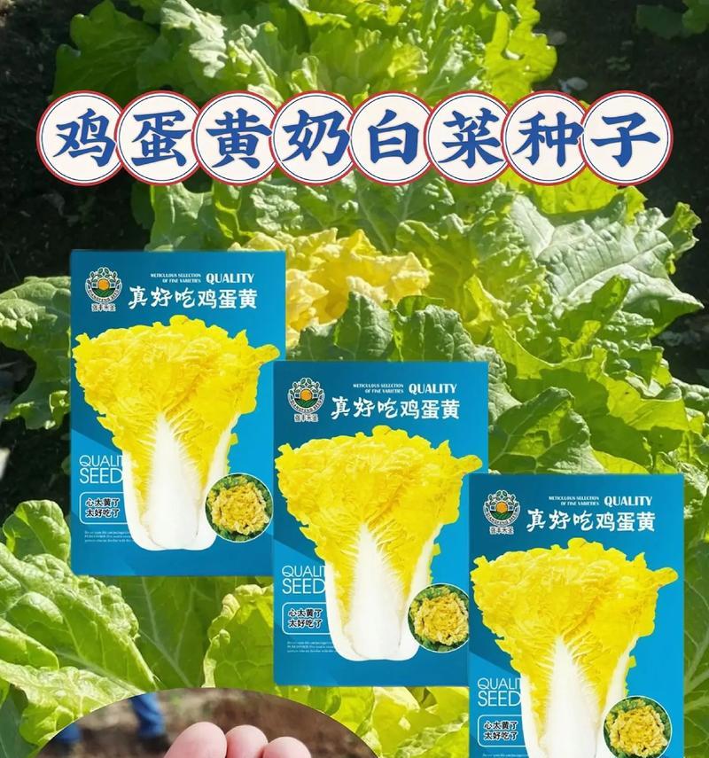 鸡蛋黄的营养价值与补益功效（探索鸡蛋黄中的天然宝藏，助你补充所需营养）