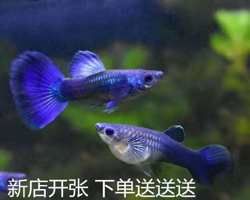 小孔雀鱼尾巴的美丽之谜（揭秘小孔雀鱼尾巴的独特魅力）
