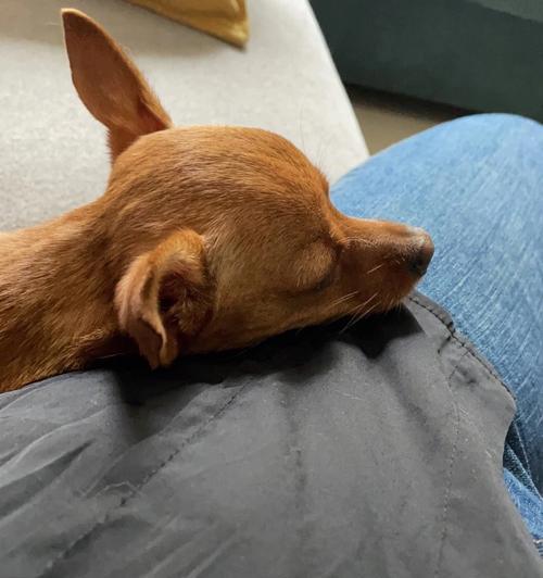 小鹿犬耳朵绑定技巧（探寻小鹿犬绑耳朵的最佳方法）