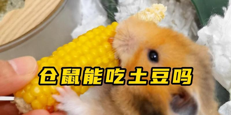 为什么仓鼠什么都不吃？（探究仓鼠食欲不振的原因与解决方法）