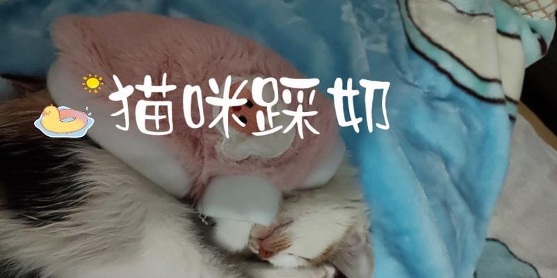 猫咪踩奶的注意事项（保护猫咪健康，正确对待踩奶行为）