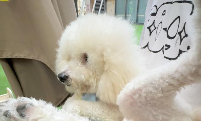 黑白毛狗——斑点犬的魅力（探索斑点犬的独特品种及个性特征）
