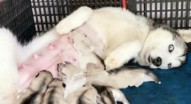 如何提高繁殖母犬数量（探讨有效方法让母犬多生产出健康后代）
