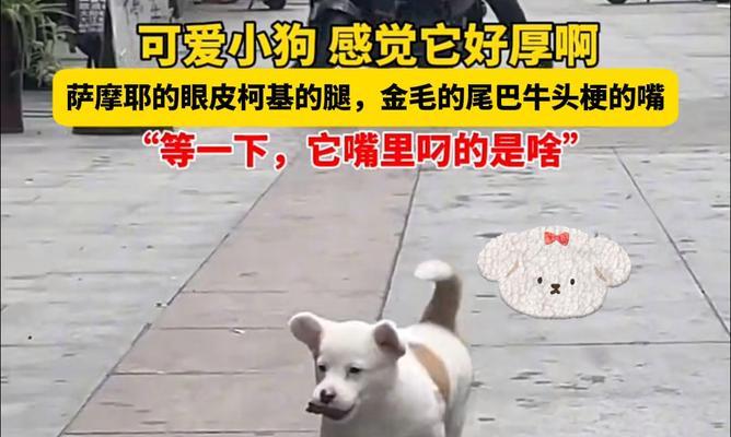 金毛犬为何尾巴向下？（揭秘金毛犬尾巴的姿态与性格特征）