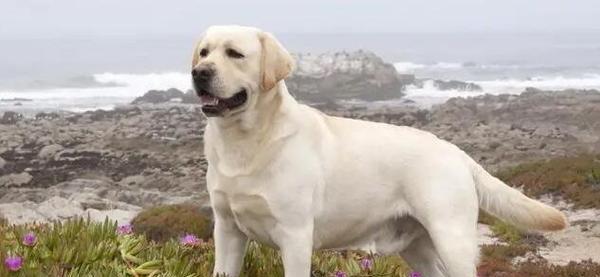 探讨拉布拉多犬的优良血统（品质出众，血统才是关键）
