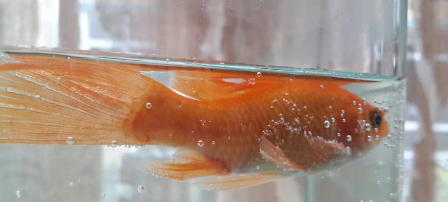 为何养红箭鱼水质老是浑？（探究水质浑浊现象背后的原因和解决方法）