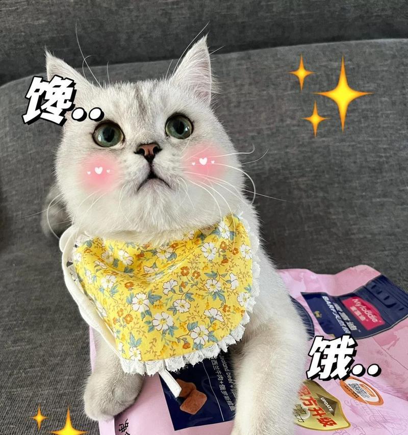 为什么猫总蹲着会有问题？（探究猫蹲着的健康隐患及解决方法）