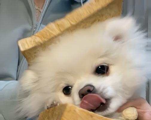 狗狗为什么越来越不听话？（探讨背后原因和解决办法）