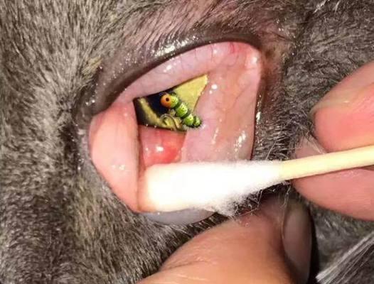 狗得包虫病的常见症状（了解狗是否患有包虫病的重要指南）