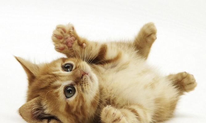 猫咪为什么总喜欢打滚？（探究猫咪打滚行为的原因）