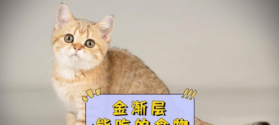 2个月大的猫可以吃什么？（了解适合2个月大猫咪的饮食需求）