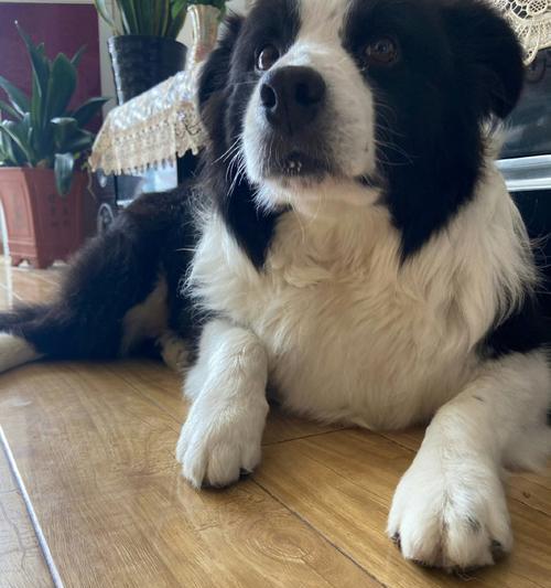 边牧为什么老是叫？（探究边牧犬叫声背后的原因和意义）