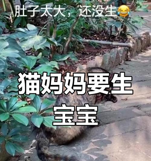 小猫肚子为什么会特别大？（探究小猫肚子异常膨胀的原因及解决方法）