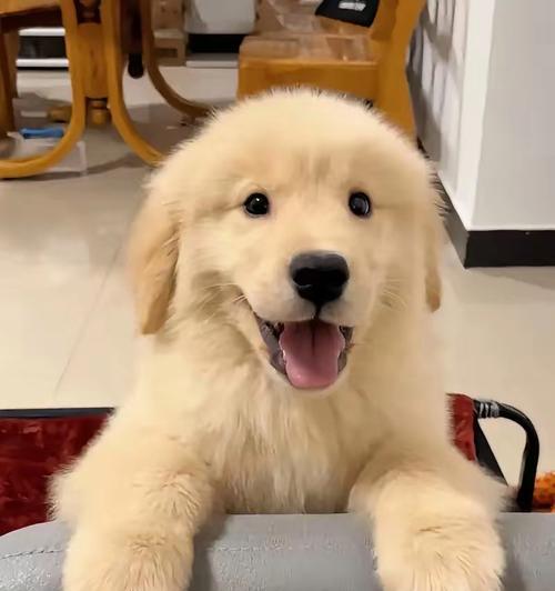 狗狗挑食（为何狗狗什么都不肯吃？原因揭秘与解决方法一览）