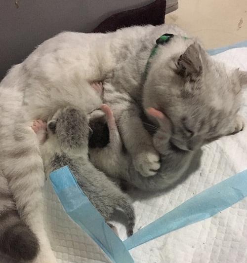 猫咪生产后的注意事项（宝贝猫咪新妈妈的必备知识）