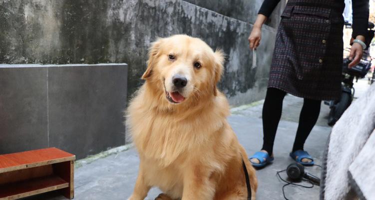 如何通过饮食改善金毛的毛色？（探索金毛毛色的关键因素及食物推荐）