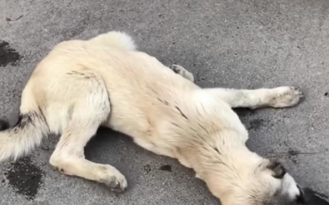狗狗为什么突然抽筋？（探索狗狗抽筋的原因与应对方法）