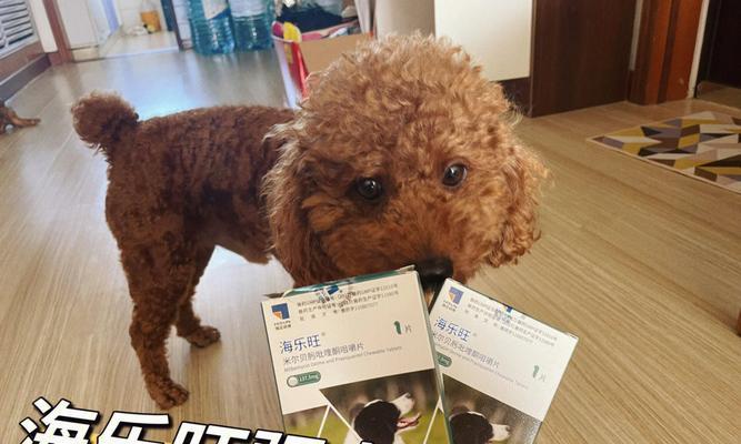 狗狗声音沙哑？试试这些药物帮助恢复吧！（探索狗狗声音沙哑的原因及使用药物治疗方法）