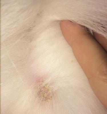 狗狗洗了澡又皮屑，原因分析及解决方法（揭秘狗狗洗澡后出现皮屑的原因，教你如何有效解决）