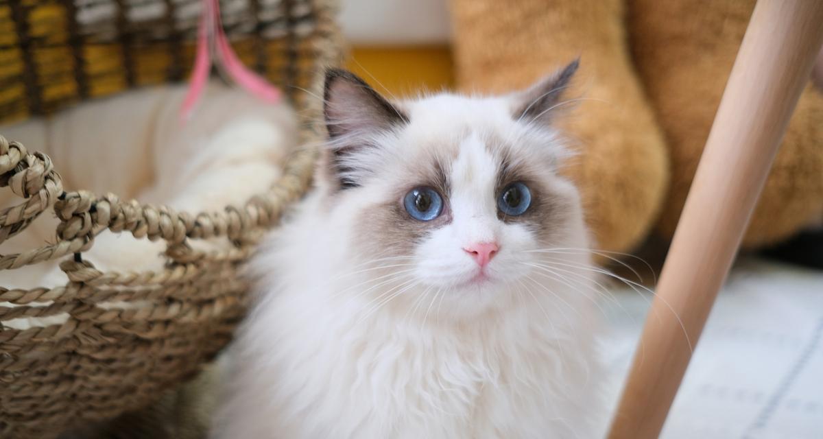 布偶猫的优秀颜色之选（如何选择适合的布偶猫毛色）