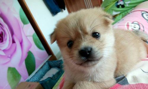 布列塔尼猎犬的童年记忆（追寻毛茸茸的欢乐时光）