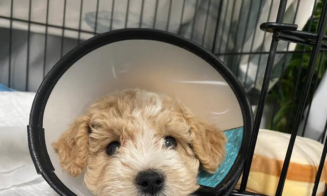 以泰迪狗七个月的细小好喂点什么好（营养均衡的饮食对泰迪狗健康的重要性）