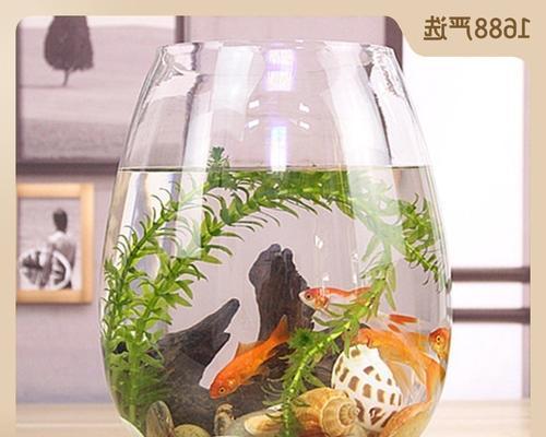 龙鱼之美（打造独特缸景，以主题色彩彰显龙鱼之美）