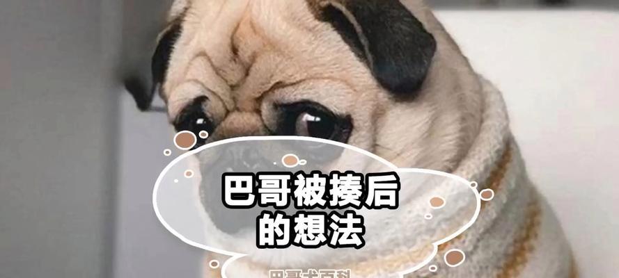狗狗为什么不反抗？（揭秘狗狗对人类的忠诚与服从）
