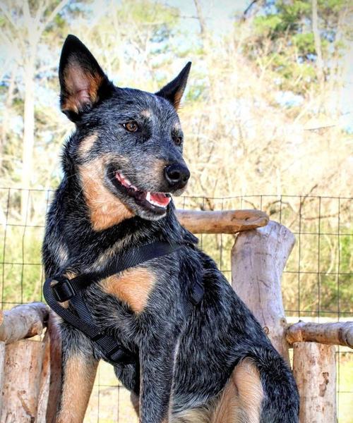 选择适合猎狼的犬种（追求速度和力量的关键犬种选择）