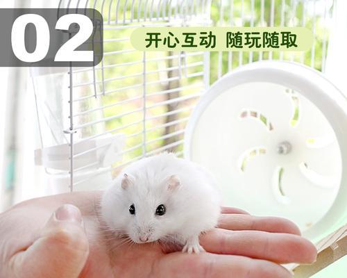 仓鼠适合住什么？（选择合适的住所关乎仓鼠的健康与快乐）