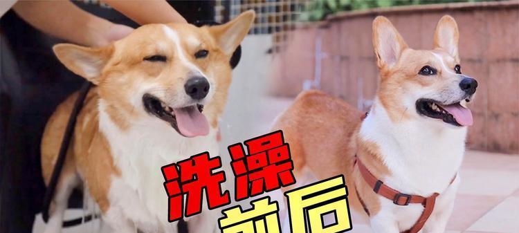 狗为什么喜欢滚人屎？（揭开狗滚人屎的神秘面纱）