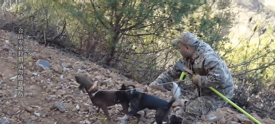 猎犬在猎野猪中的角色与训练技巧（探索最适合猎野猪的猎犬品种及训练要点）